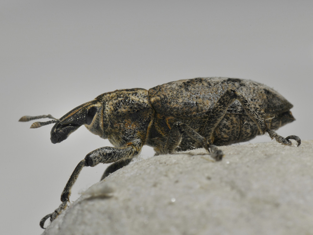 Cleonis pigra - Curculionidae